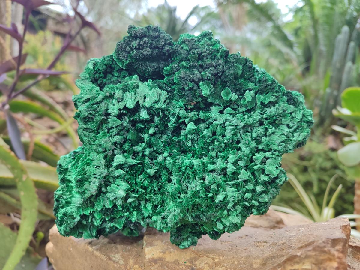 Natural Large Silky Malachite Specimen x 1 From Kasompe, Congo