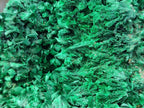 Natural Large Silky Malachite Specimen x 1 From Kasompe, Congo