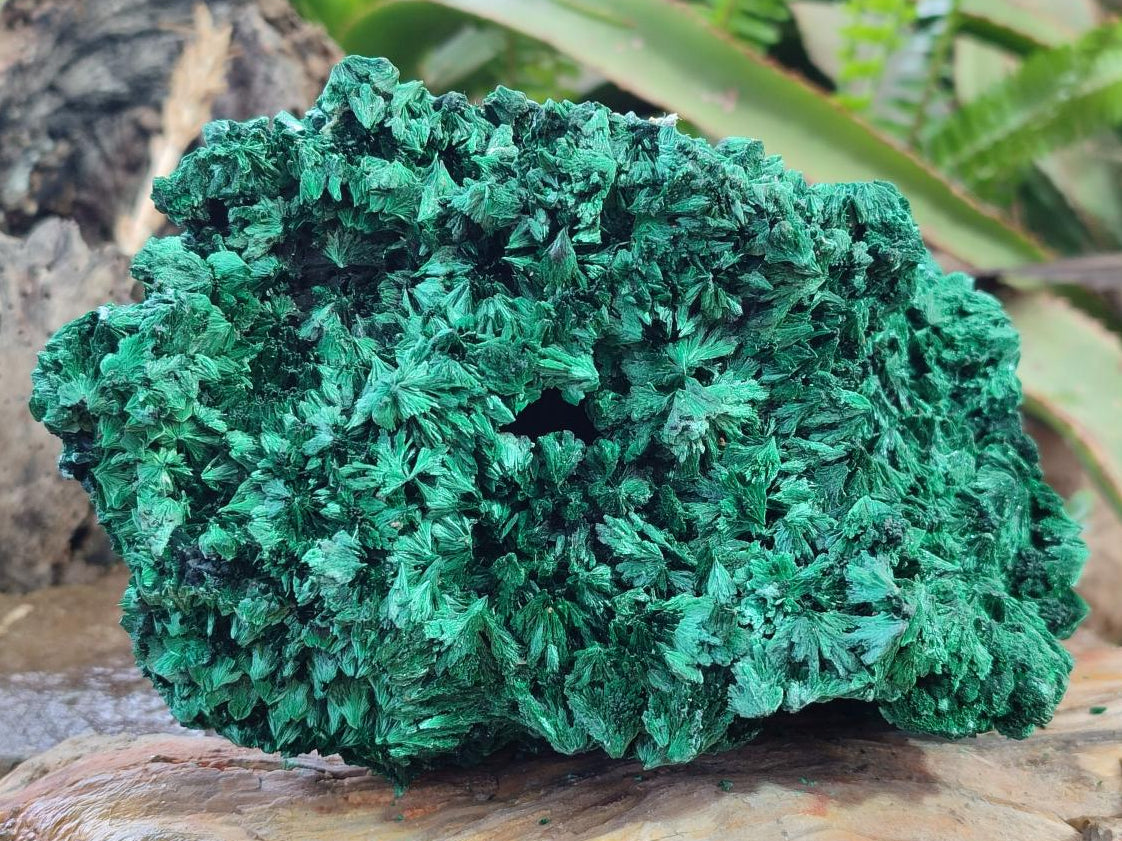 Natural Large Silky Malachite Specimen x 1 From Kasompe, Congo