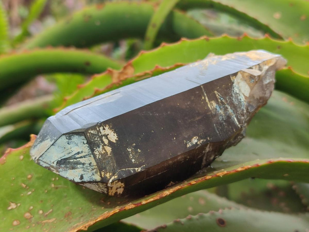 Natural Large Smokey Quartz Crystals x 3 From Erongo, Namibia