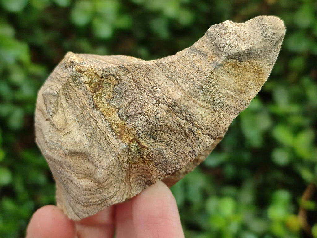 Natural Picture Stone Jasper Cobbed Specimens x 24 From Ais-Ais, Namibia