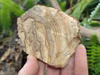 Natural Picture Stone Jasper Cobbed Specimens x 24 From Ais-Ais, Namibia