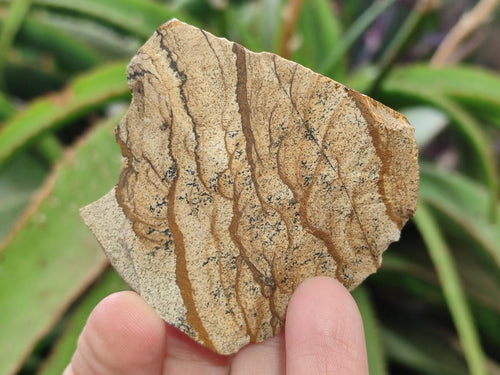 Natural Picture Stone Jasper Cobbed Specimens x 24 From Ais-Ais, Namibia
