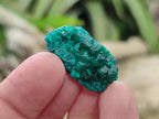 Natural Mini Dioptase Specimens on Dolomite Matrix x 70 From Tantara Mine, Congo