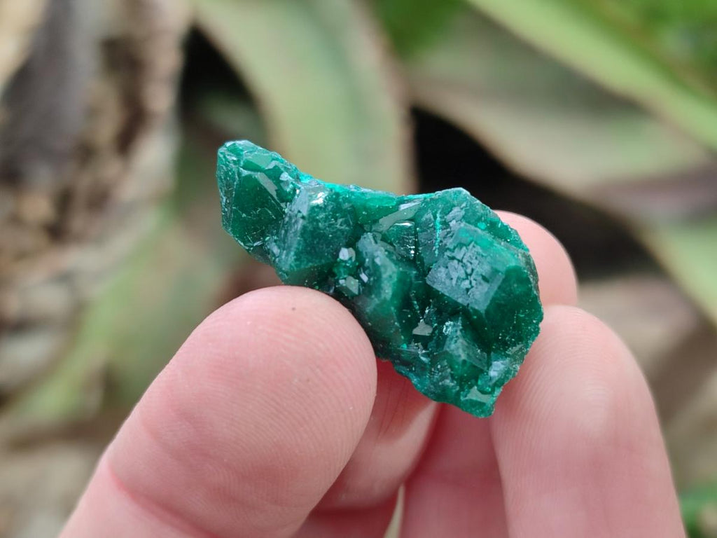 Natural Mini Dioptase Specimens on Dolomite Matrix x 70 From Tantara Mine, Congo
