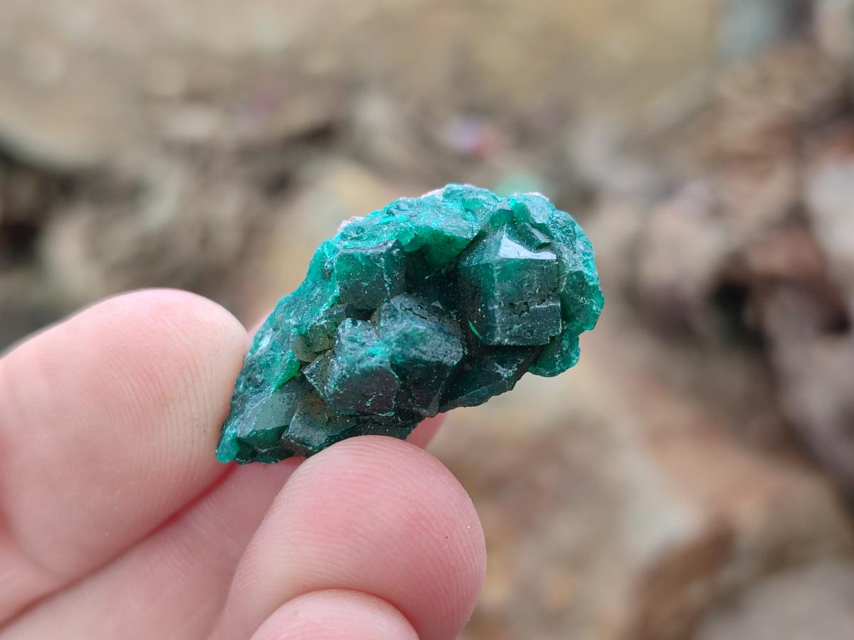 Natural Mini Dioptase Specimens on Dolomite Matrix x 70 From Tantara Mine, Congo