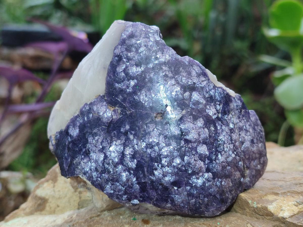 Polished One Side Lithium Silver Leaf Lepidolite Specimens x 6 From Zimbabwe