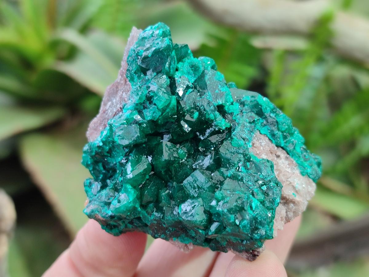 Natural Dioptase Specimens on Dolomite Matrix x 6 From Tantara Mine, Congo