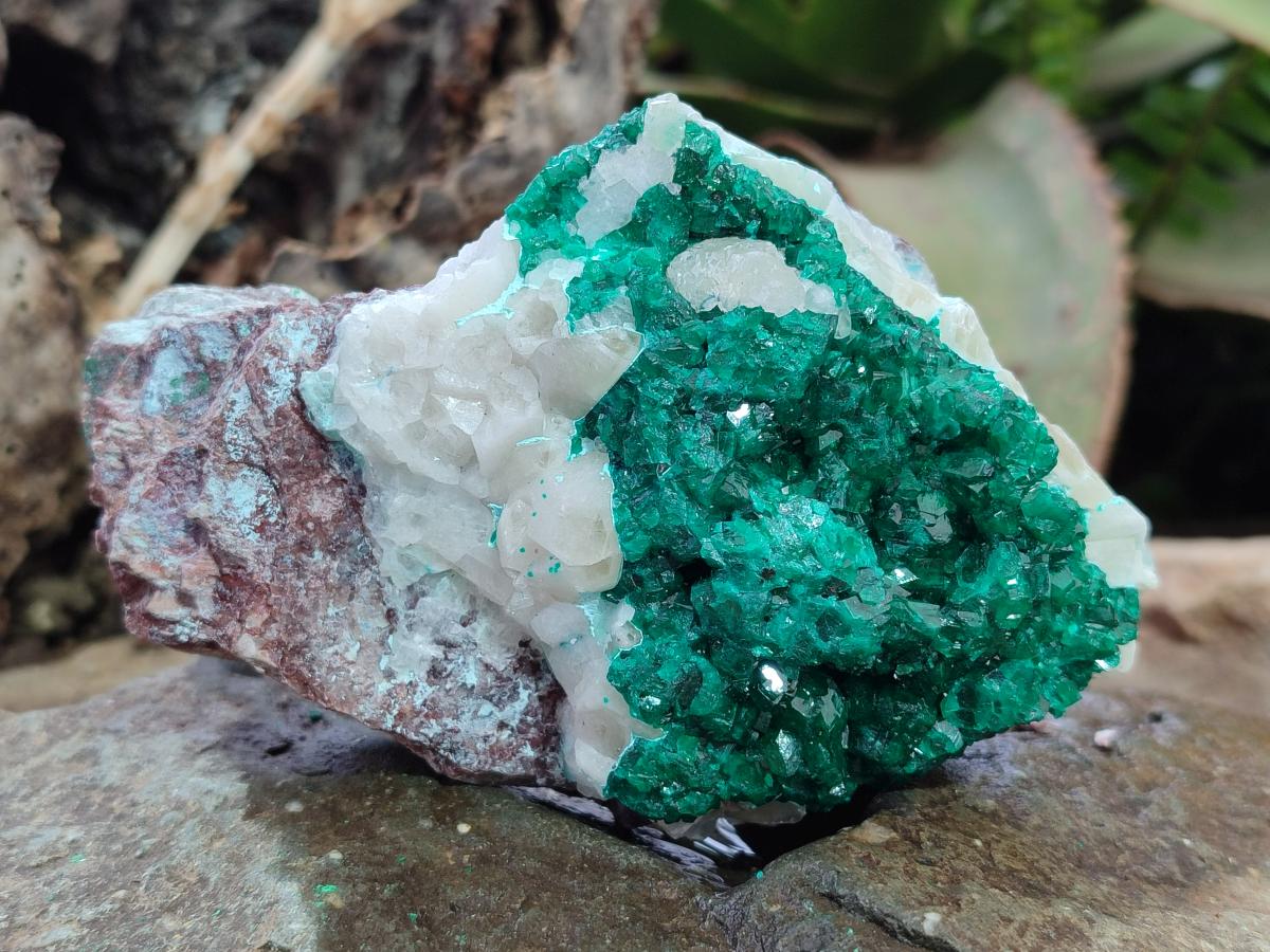 Natural Dioptase Specimens on Dolomite Matrix x 6 From Tantara Mine, Congo