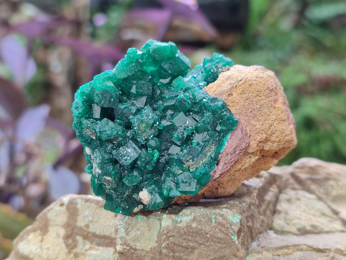 Natural Dioptase Specimens on Dolomite Matrix x 6 From Tantara Mine, Congo