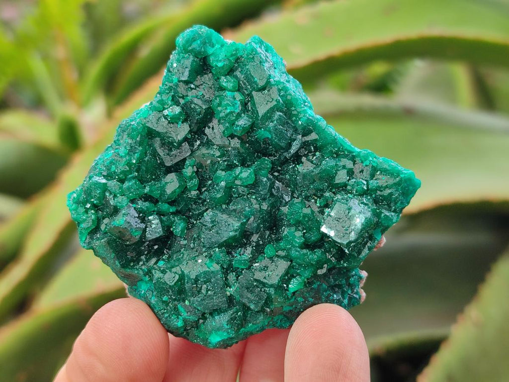 Natural Dioptase Specimens on Dolomite Matrix x 6 From Tantara Mine, Congo
