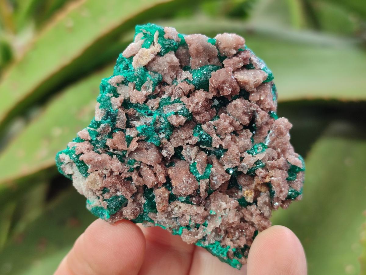 Natural Dioptase Specimens on Dolomite Matrix x 6 From Tantara Mine, Congo