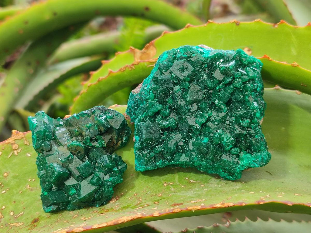 Natural Dioptase Specimens on Dolomite Matrix x 6 From Tantara Mine, Congo