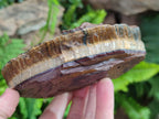 Natural Golden Tigers Eye Cobbed Specimens x 12 From Prieska, South Africa