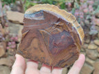 Natural Golden Tigers Eye Cobbed Specimens x 12 From Prieska, South Africa