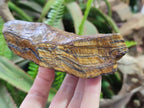 Natural Golden Tigers Eye Cobbed Specimens x 12 From Prieska, South Africa