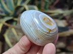 Polished Shashe River Agate Eggs x 12 From Shashe River, Zimbabwe - Toprock Gemstones and Minerals 