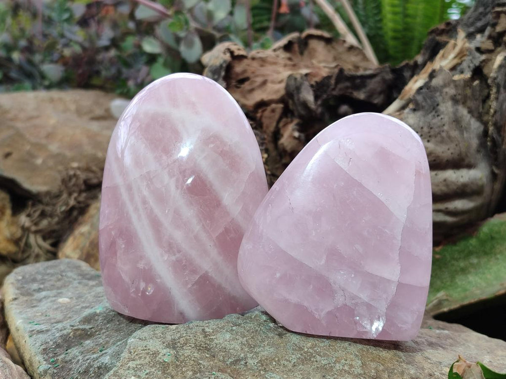 Polished Rose Quartz Standing Display Pieces x 6 From Zimbabwe - Toprock Gemstones and Minerals 