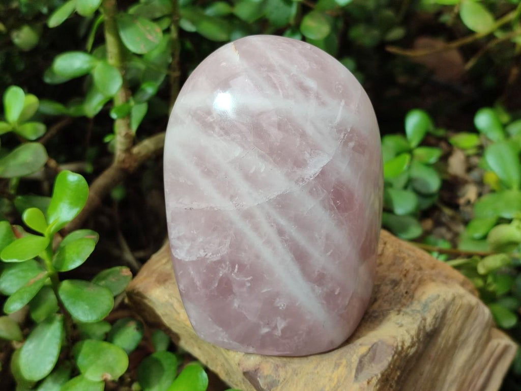 Polished Rose Quartz Standing Display Pieces x 6 From Zimbabwe - Toprock Gemstones and Minerals 