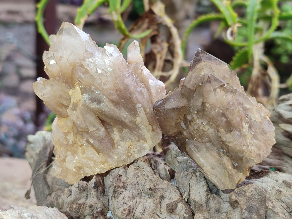 Natural Cascading Smokey Luena Citrine Quartz Crystals and Clusters x 35 From Luena, Congo - Toprock Gemstones and Minerals 