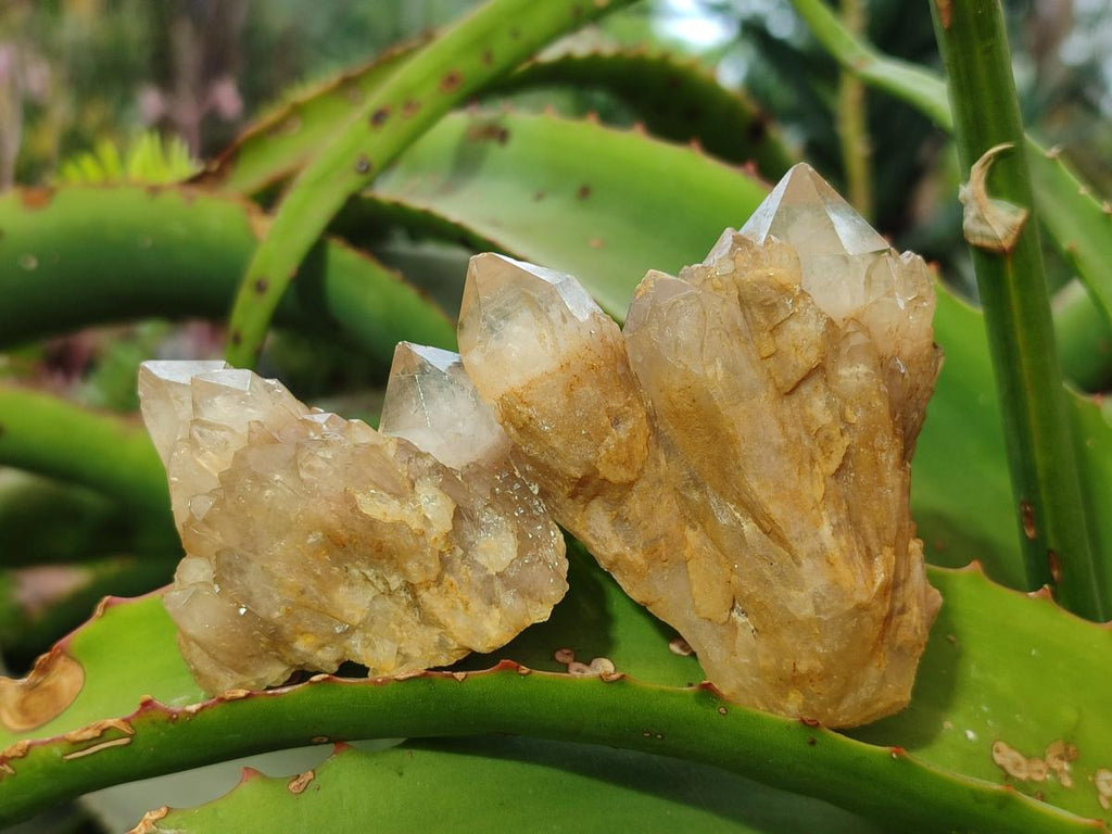 Natural Cascading Smokey Luena Citrine Quartz Crystals and Clusters x 35 From Luena, Congo - Toprock Gemstones and Minerals 