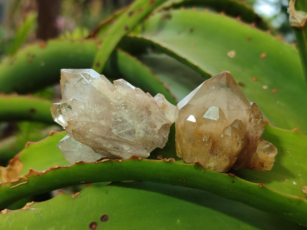 Natural Cascading Smokey Luena Citrine Quartz Crystals and Clusters x 35 From Luena, Congo - Toprock Gemstones and Minerals 
