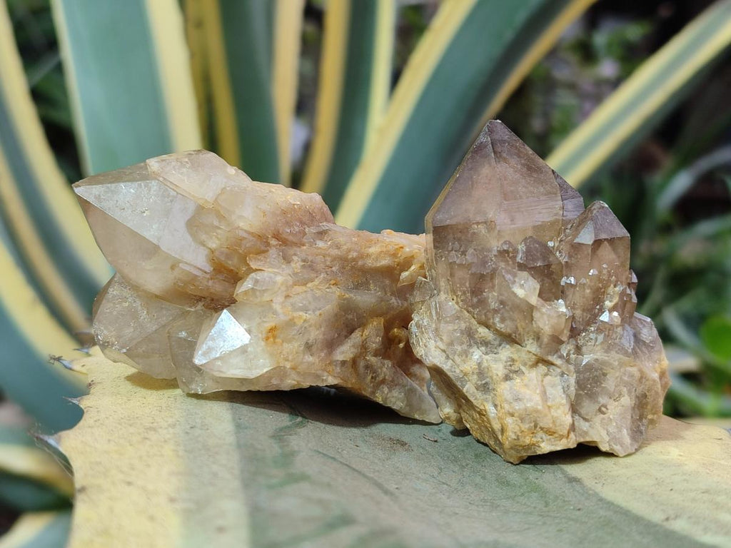 Natural Cascading Smokey Luena Citrine Quartz Crystals and Clusters x 35 From Luena, Congo - Toprock Gemstones and Minerals 