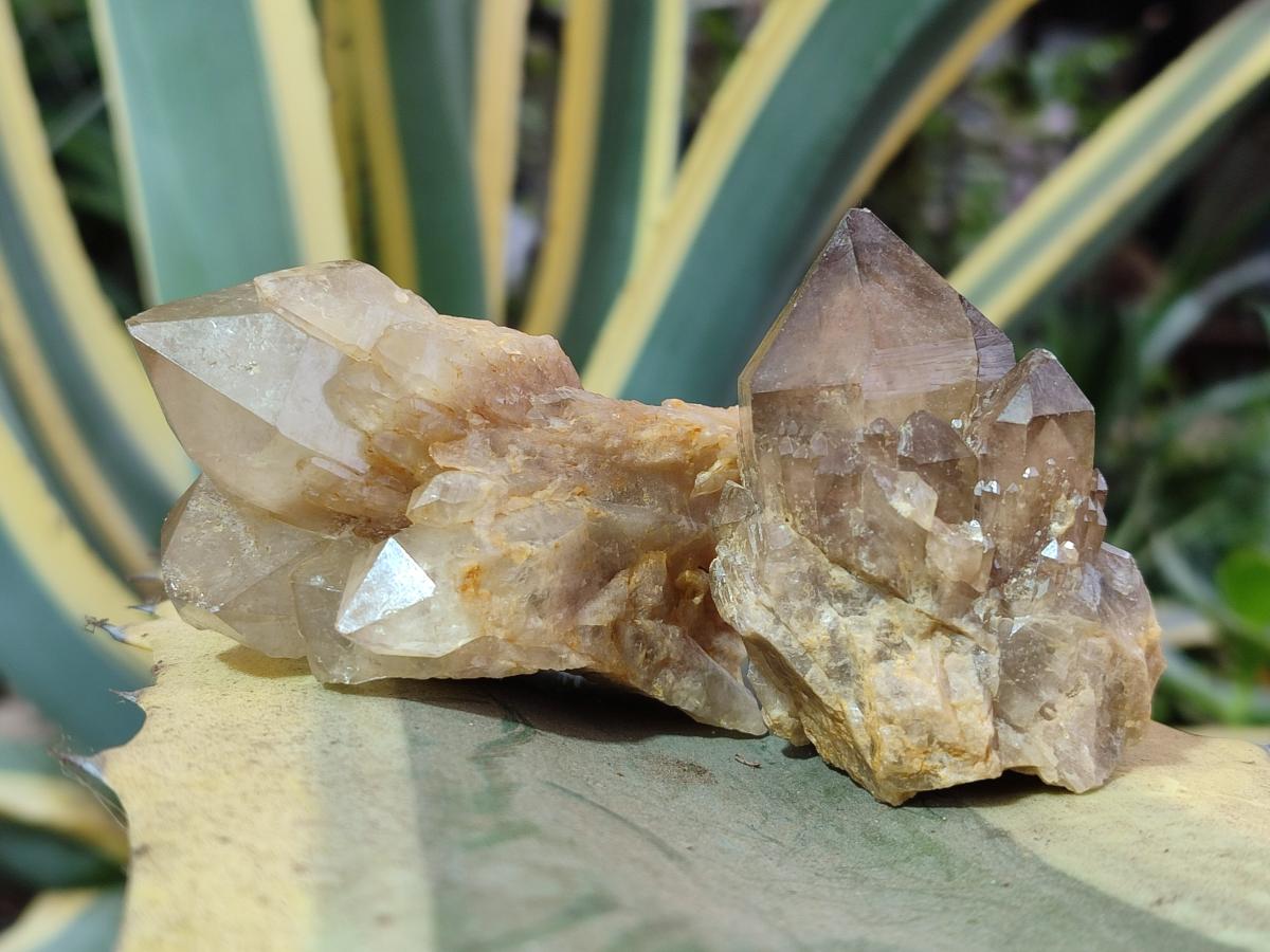 Natural Cascading Smokey Luena Citrine Quartz Crystals and Clusters x 35 From Luena, Congo - Toprock Gemstones and Minerals 