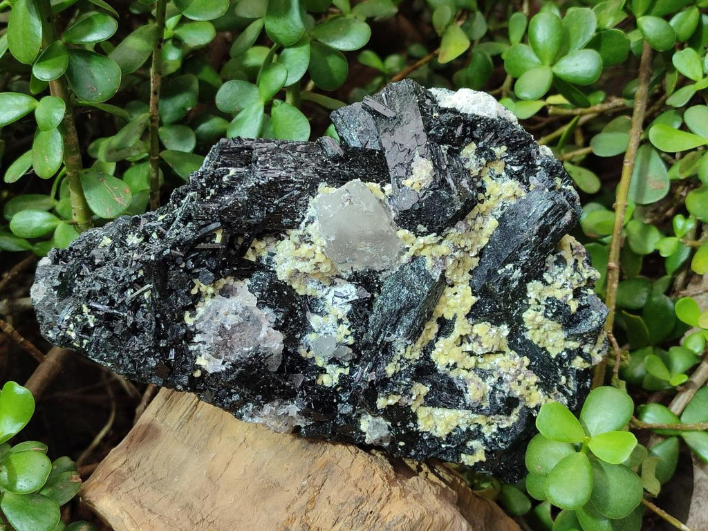 Natural Large Schorl Black Foitite Terminated Tourmaline Specimen with Yellow Muscovite Mica x 1 From Erongo, Namibia - Toprock Gemstones and Minerals 