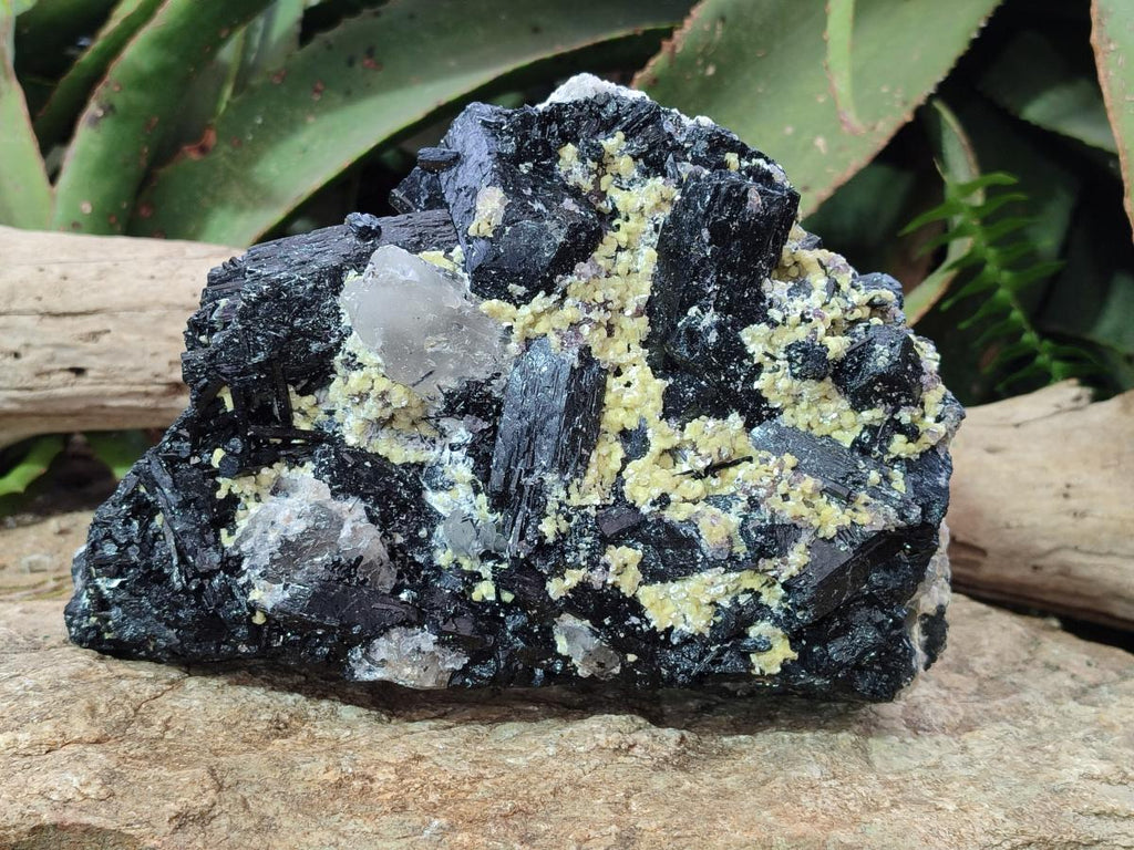 Natural Large Schorl Black Foitite Terminated Tourmaline Specimen with Yellow Muscovite Mica x 1 From Erongo, Namibia - Toprock Gemstones and Minerals 