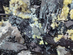 Natural Large Schorl Black Foitite Terminated Tourmaline Specimen with Yellow Muscovite Mica x 1 From Erongo, Namibia - Toprock Gemstones and Minerals 