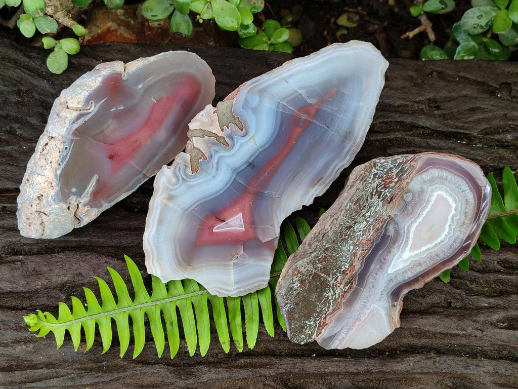 Polished One Side Red Shashe River Agate Nodules x 3 From Shashe River, Zimbabwe - Toprock Gemstones and Minerals 