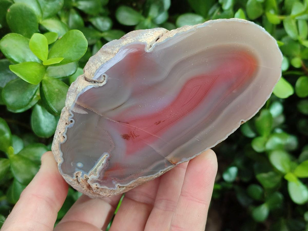 Polished One Side Red Shashe River Agate Nodules x 3 From Shashe River, Zimbabwe - Toprock Gemstones and Minerals 