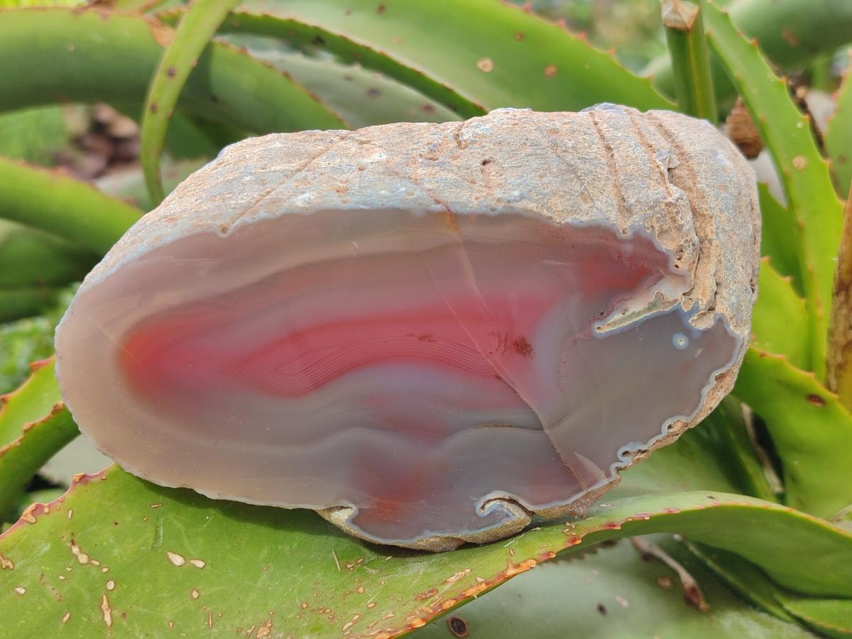 Polished One Side Red Shashe River Agate Nodules x 3 From Shashe River, Zimbabwe - Toprock Gemstones and Minerals 