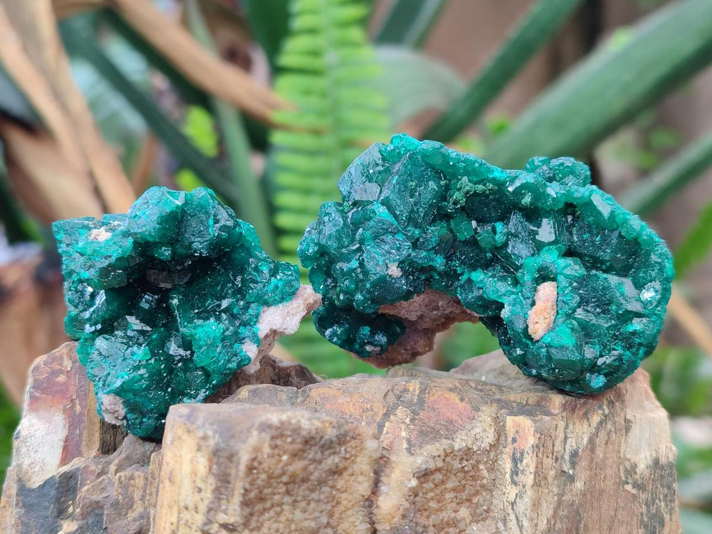 Natural Dioptase Specimens on Dolomite Matrix x 12 From Tantara Mine, Congo - Toprock Gemstones and Minerals 