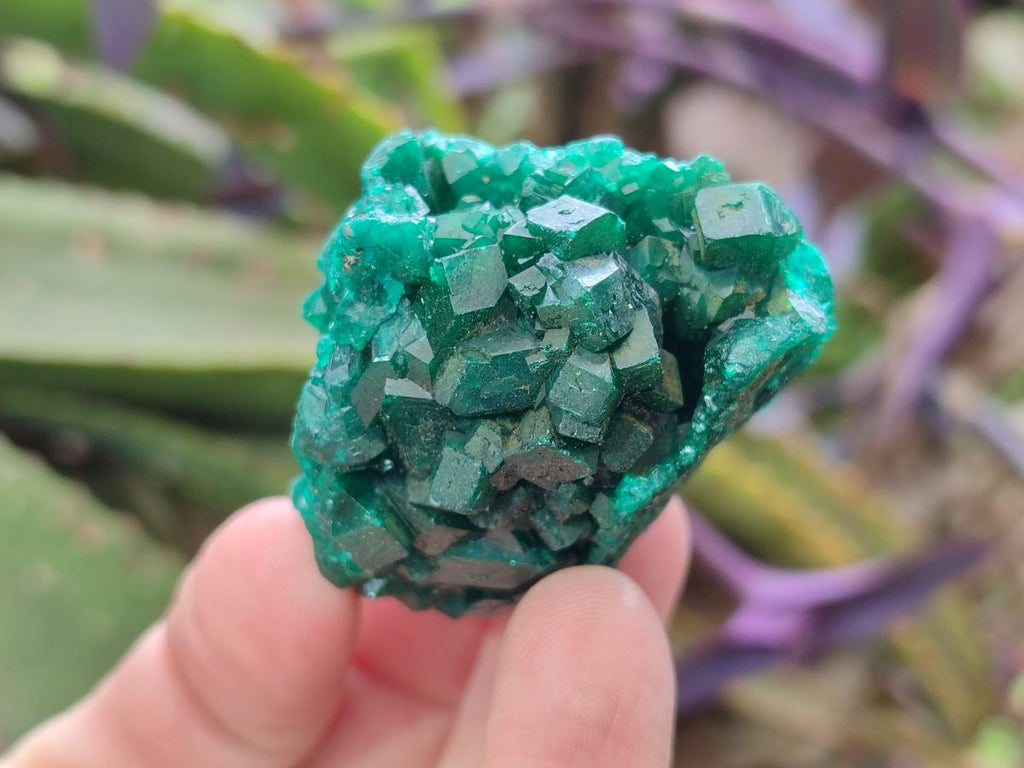 Natural Dioptase Specimens on Dolomite Matrix x 12 From Tantara Mine, Congo - Toprock Gemstones and Minerals 