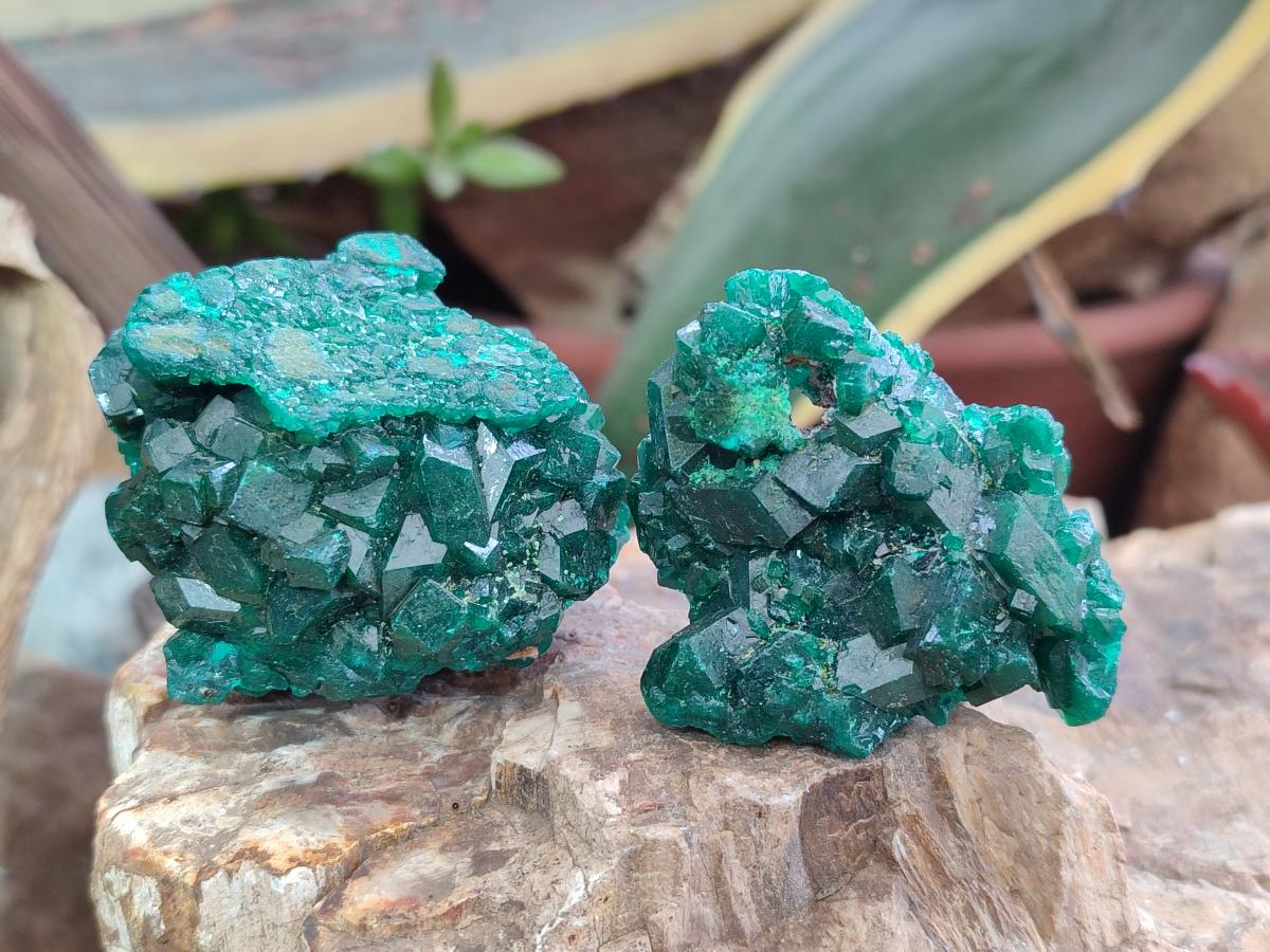 Natural Dioptase Specimens on Dolomite Matrix x 12 From Tantara Mine, Congo - Toprock Gemstones and Minerals 