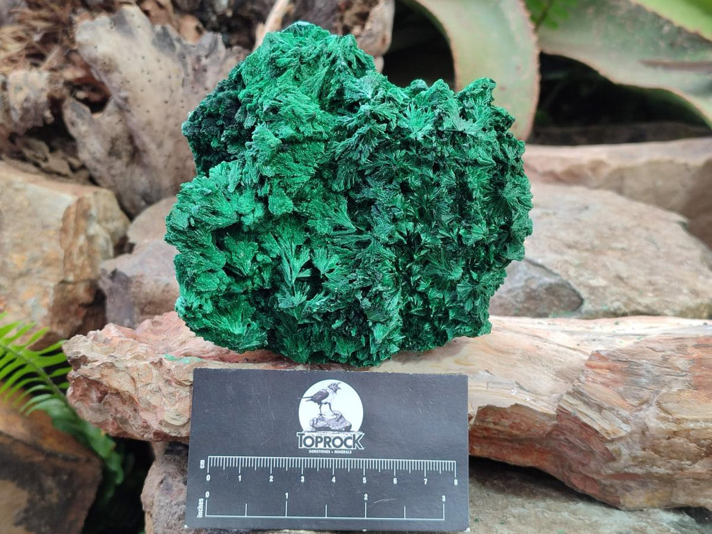 Natural Silky Malachite Specimens x 2 From Kasompe, Congo - Toprock Gemstones and Minerals 