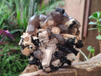 Natural Large Smokey Quartz Cluster with Associated Minerals x 1 From Erongo, Namibia - Toprock Gemstones and Minerals 