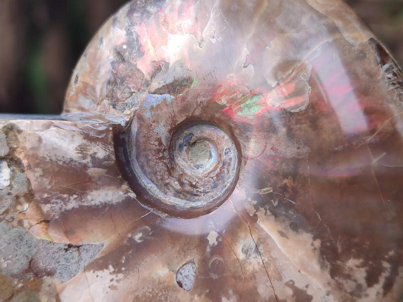 Polished Whole Red Ammolite Cleoniceras Opalized Ammonite Fossils x 2 From Tulear, Madagascar - Toprock Gemstones and Minerals 