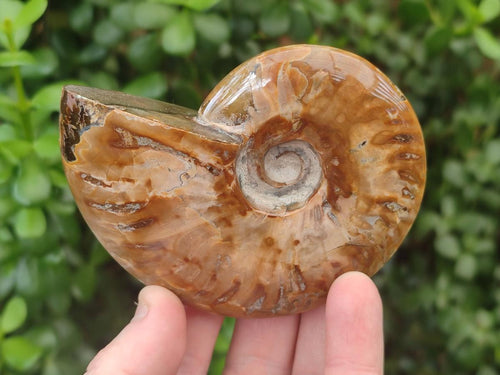 Polished Whole Red Ammolite Cleoniceras Opalized Ammonite Fossils x 2 From Tulear, Madagascar - Toprock Gemstones and Minerals 