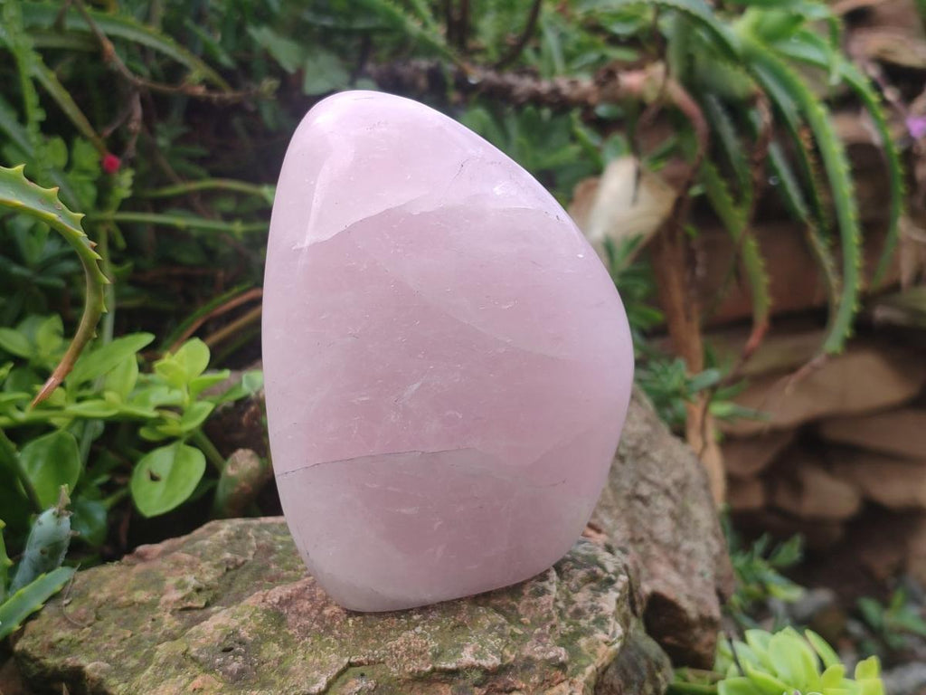 Polished Rose Quartz Standing Display Pieces x 6 From Zimbabwe - Toprock Gemstones and Minerals 