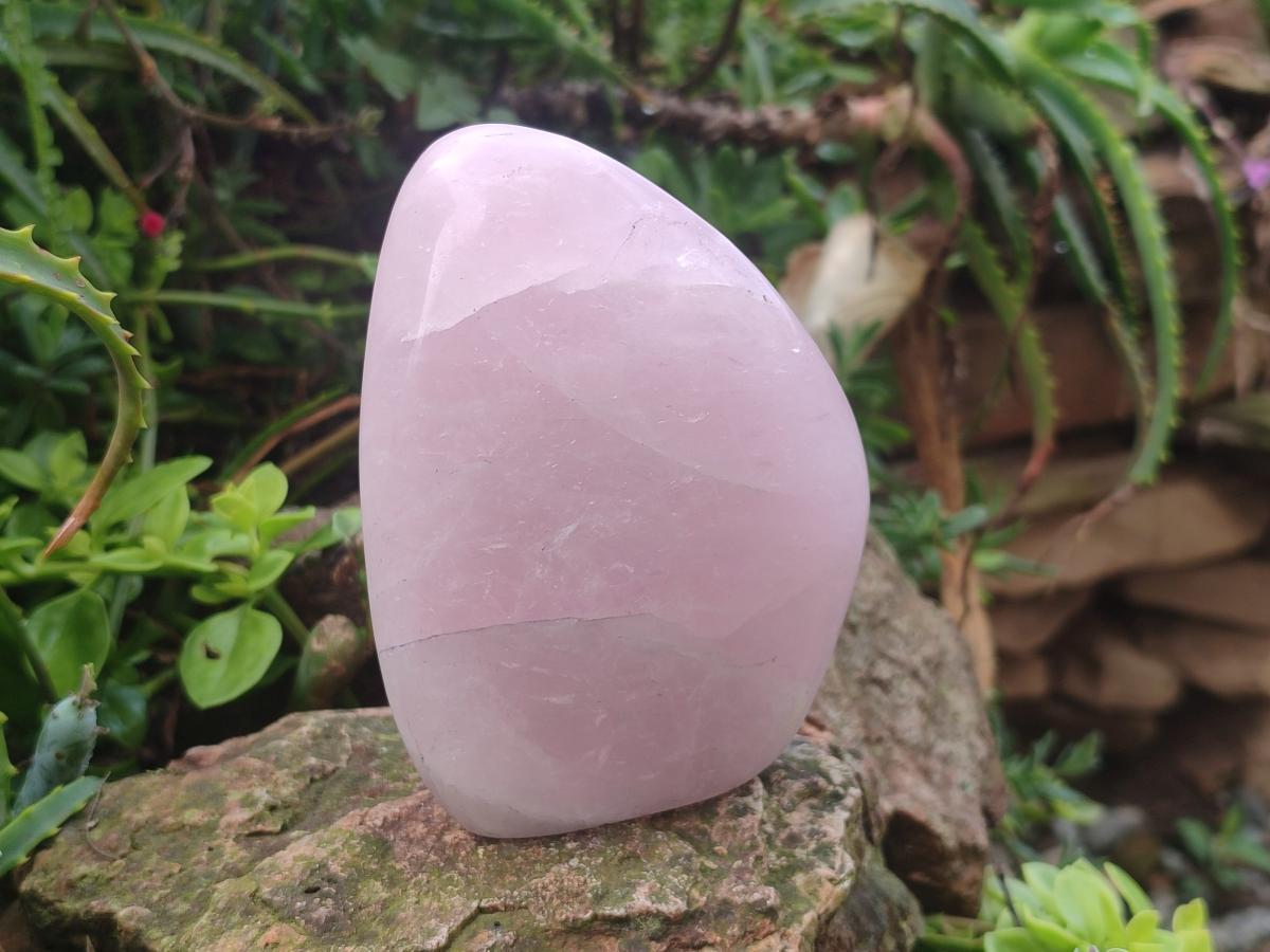 Polished Rose Quartz Standing Display Pieces x 6 From Zimbabwe - Toprock Gemstones and Minerals 