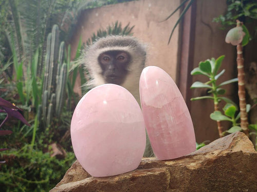 Polished Rose Quartz Standing Display Pieces x 6 From Zimbabwe - Toprock Gemstones and Minerals 