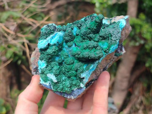Natural Cabinet Size Rare Drusy Coated Chrysocolla Specimens with Malachite After Azurite x 2 From Lupoto Mine, Congo - Toprock Gemstones and Minerals 