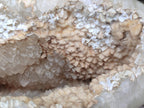 Polished and Natural Large Coral Flower Agate Geode x 1 From Antsahalova, Madagascar - Toprock Gemstones and Minerals 