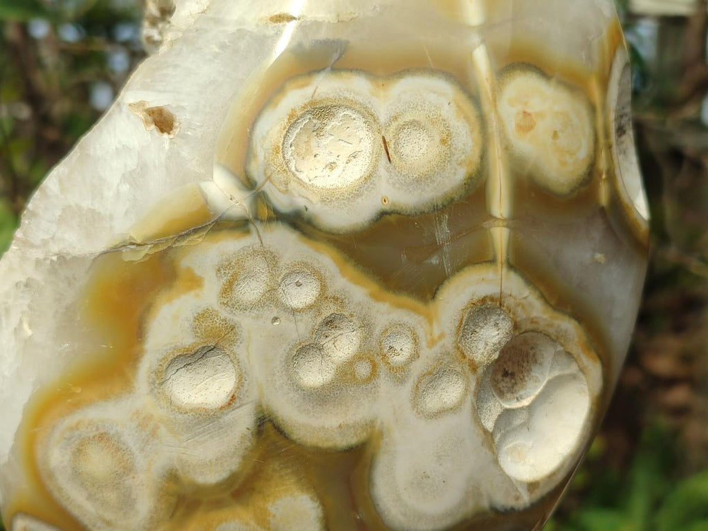 Polished and Natural Large Coral Flower Agate Geode x 1 From Antsahalova, Madagascar - Toprock Gemstones and Minerals 