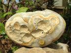 Polished and Natural Large Coral Flower Agate Geode x 1 From Antsahalova, Madagascar - Toprock Gemstones and Minerals 