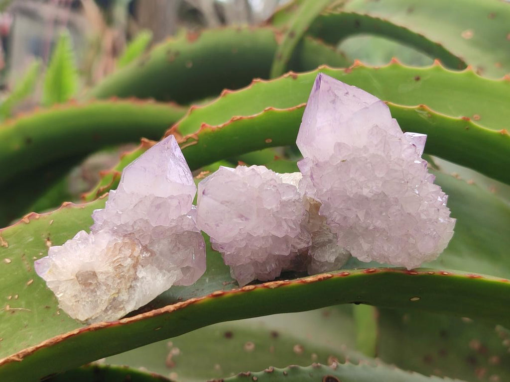 Natural Spirit Amethyst Crystals x 24 From Boekenhouthoek, South Africa - Toprock Gemstones and Minerals 
