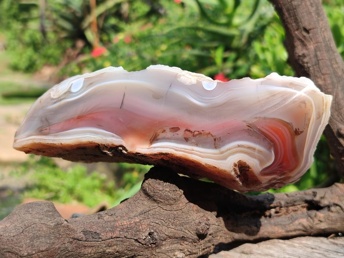 Polished One Side Red Shashe River Agate Nodules x 4 From Shashe River, Zimbabwe - Toprock Gemstones and Minerals 